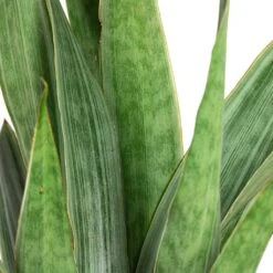 Sansevieria Trifasciata Metallica - Snake Plant -HORTOLOGY Plants Sale Sansevieria trifasciata Metallica Snake Plant Close Up