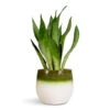 Sansevieria Trifasciata Moonshine - Pale Silver-Green Snake Plant - Broad-Leaf Indoor Houseplant