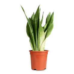 Sansevieria Trifasciata Moonshine - Snake Plant -HORTOLOGY Plants Sale Sansevieria trifasciata Moonshine 17x60cm