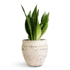 Sansevieria Trifasciata Moonshine - Snake Plant -HORTOLOGY Plants Sale Sansevieria trifasciata Moonshine 17x60cm Athena Mediterranean Planter Chalk White 28.5x24cm