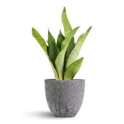 Sansevieria Trifasciata Moonshine - Snake Plant -HORTOLOGY Plants Sale Sansevieria trifasciata Moonshine Snake Plant 12x40cm Bola Artstone Plant Pot Grey 17x15cm 7181 e4543587 9fb9 4632 a3bc b09d151220fe
