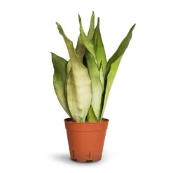 Sansevieria Trifasciata Moonshine - Snake Plant -HORTOLOGY Plants Sale Sansevieria trifasciata Moonshine Snake Plant 14x45cm