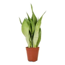 Sansevieria Trifasciata Moonshine - Snake Plant -HORTOLOGY Plants Sale Sansevieria trifasciata Moonshine Snake Plant 14x45cm 3