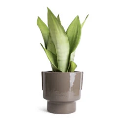 Sansevieria Trifasciata Moonshine - Snake Plant -HORTOLOGY Plants Sale Sansevieria trifasciata Moonshine Snake Plant 14x45cm Aries Handles Plant Pot Charcoal 19x20cm