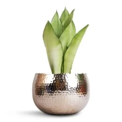 Sansevieria Trifasciata Moonshine - Snake Plant -HORTOLOGY Plants Sale Sansevieria trifasciata Moonshine Snake Plant 14x45cm Hammered Bowl Nickel with Black 19x14cm 34ff7d59 58ec 4695 ac06 530d91d146d2