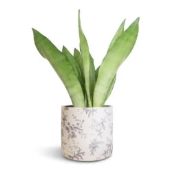 Sansevieria Trifasciata Moonshine - Snake Plant -HORTOLOGY Plants Sale Sansevieria trifasciata Moonshine Snake Plant 14x45cm Lazzaro Plant Pot Vintage Bird 18x16cm 2f71f2a0 b2a9 4447 8646 fa0ca8e969d1