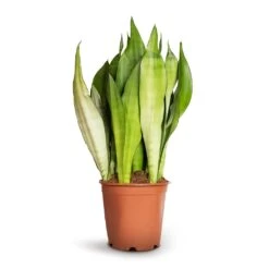Sansevieria Trifasciata Moonshine - Snake Plant -HORTOLOGY Plants Sale Sansevieria trifasciata Moonshine Snake Plant 21x70cm