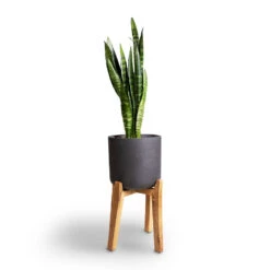 Sansevieria Trifasciata Black Coral - Snake Plant -HORTOLOGY Plants Sale Sansevieria trifasciata Moonshine Snake Plant 21x70cm Charlie Plant Pot Tall Stand Black Washed 32x51cm 4ef3e22f 9b9d 4fe5 b121 1ccf9624baa2