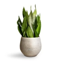 Noor Plant Pot - Metallic Grey -HORTOLOGY Plants Sale Sansevieria trifasciata Moonshine Snake Plant 21x70cm Noor Plant Pot Metallic Grey 27x25cm 2
