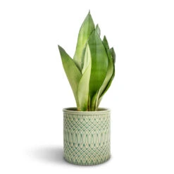 Sansevieria Trifasciata Moonshine - Snake Plant -HORTOLOGY Plants Sale Sansevieria trifasciata Moonshine Snake Plant 9x25cm Morocco Plant Pot Jade Green Celadon 14x12cm