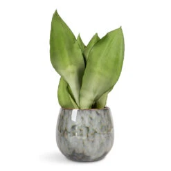 Sansevieria Trifasciata Moonshine - Snake Plant -HORTOLOGY Plants Sale Sansevieria trifasciata Moonshine Snake Plant 9x25cm Odile Plant Pot Dusk Blue 13x11cm