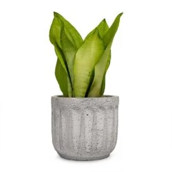 Sansevieria Trifasciata Moonshine - Snake Plant -HORTOLOGY Plants Sale Sansevieria trifasciata Moonshine Snake Plant 9x25cm Plant Pot Duncan Cement 14x13cm a14413be 4894 4f84 b91b f4bef59535e8