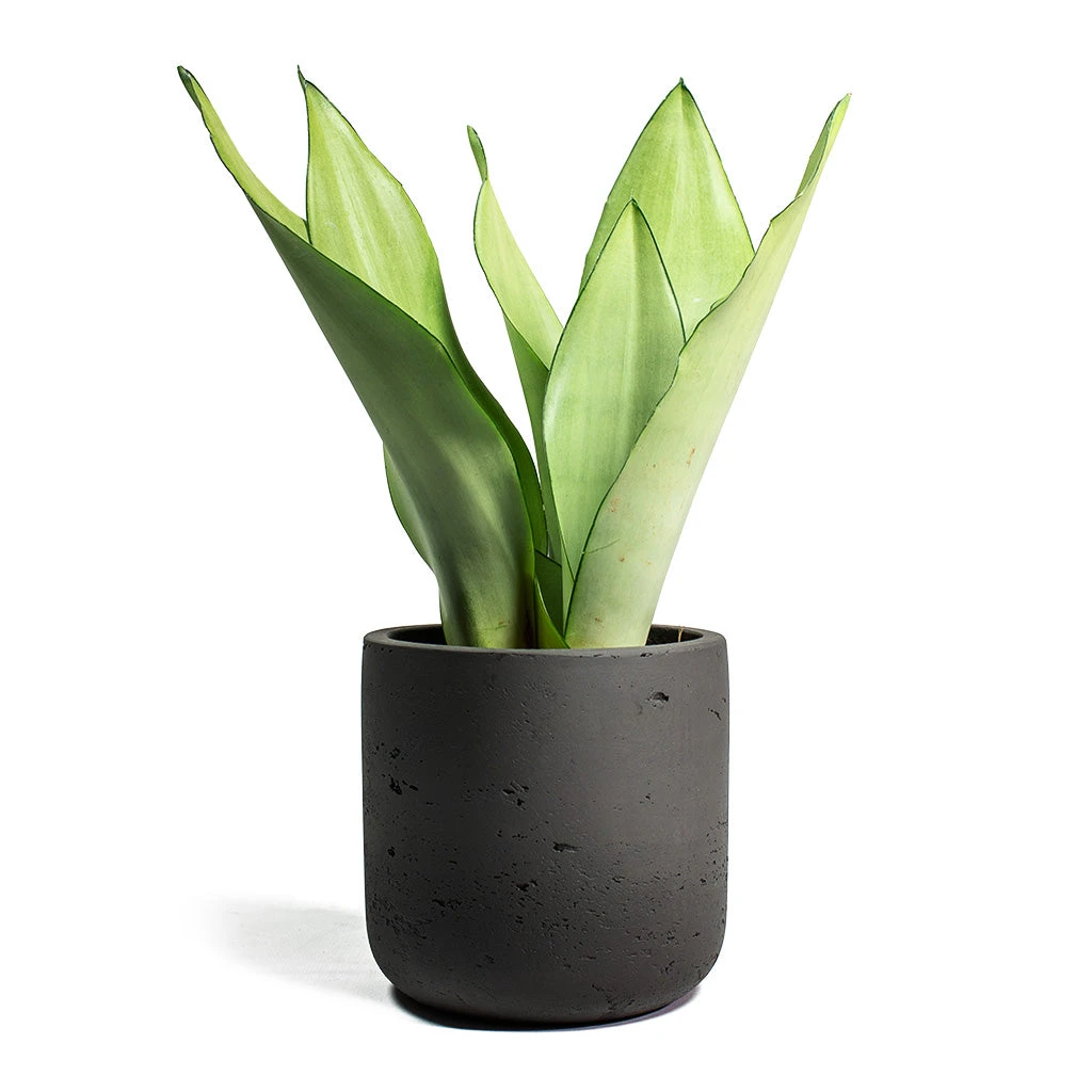Charlie Plant Pot - Black Washed 8 Charlie Plant Pot - Black Washed - Image 8