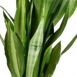 Sansevieria Trifasciata Moonshine - Snake Plant -HORTOLOGY Plants Sale Sansevieria trifasciata Moonshine Snake Plant Stems