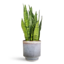 Clover Plant Pot - Heather -HORTOLOGY Plants Sale Sansevieria zeylanica 14x50cm Clover Pot Heather 17x18cm