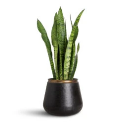 Sahara Plant Pot - Slate -HORTOLOGY Plants Sale Sansevieria zeylanica 14x50cm Sahara Pot Slate 18x16cm 1