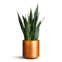 Sansevieria Trifasciata Zeylanica - Snake Plant 37 Sansevieria Trifasciata Zeylanica - Snake Plant -HORTOLOGY Plants Sale Sansevieria zeylanica 14x50cm Tivoli Pot Copper 17x15cm
