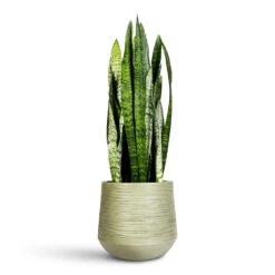 Dune Cylinder Planter - Pistachio -HORTOLOGY Plants Sale Sansevieria zeylanica 19x65cm Dune Darcy Planter Pistachio 30x26cm 2
