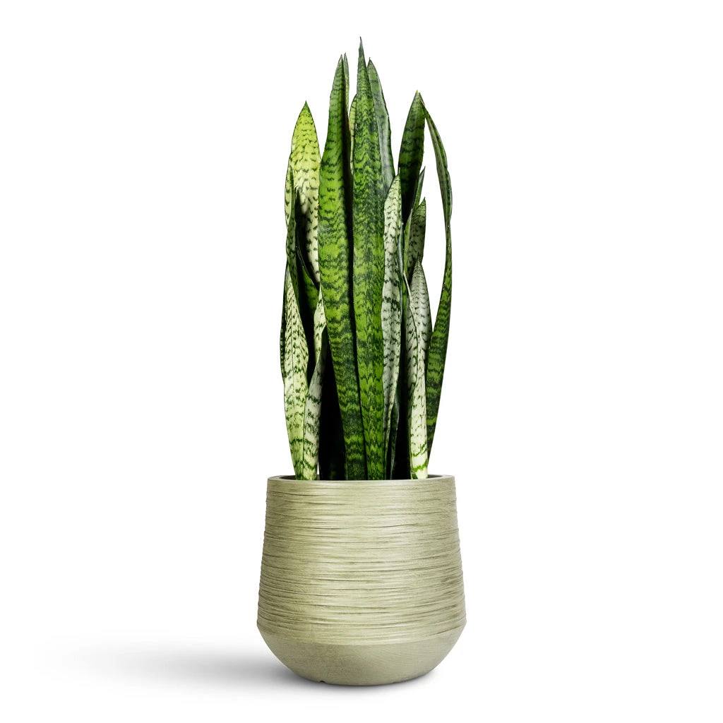 Sansevieria Trifasciata Zeylanica - Snake Plant 6 Sansevieria Trifasciata Zeylanica - Snake Plant - Image 6