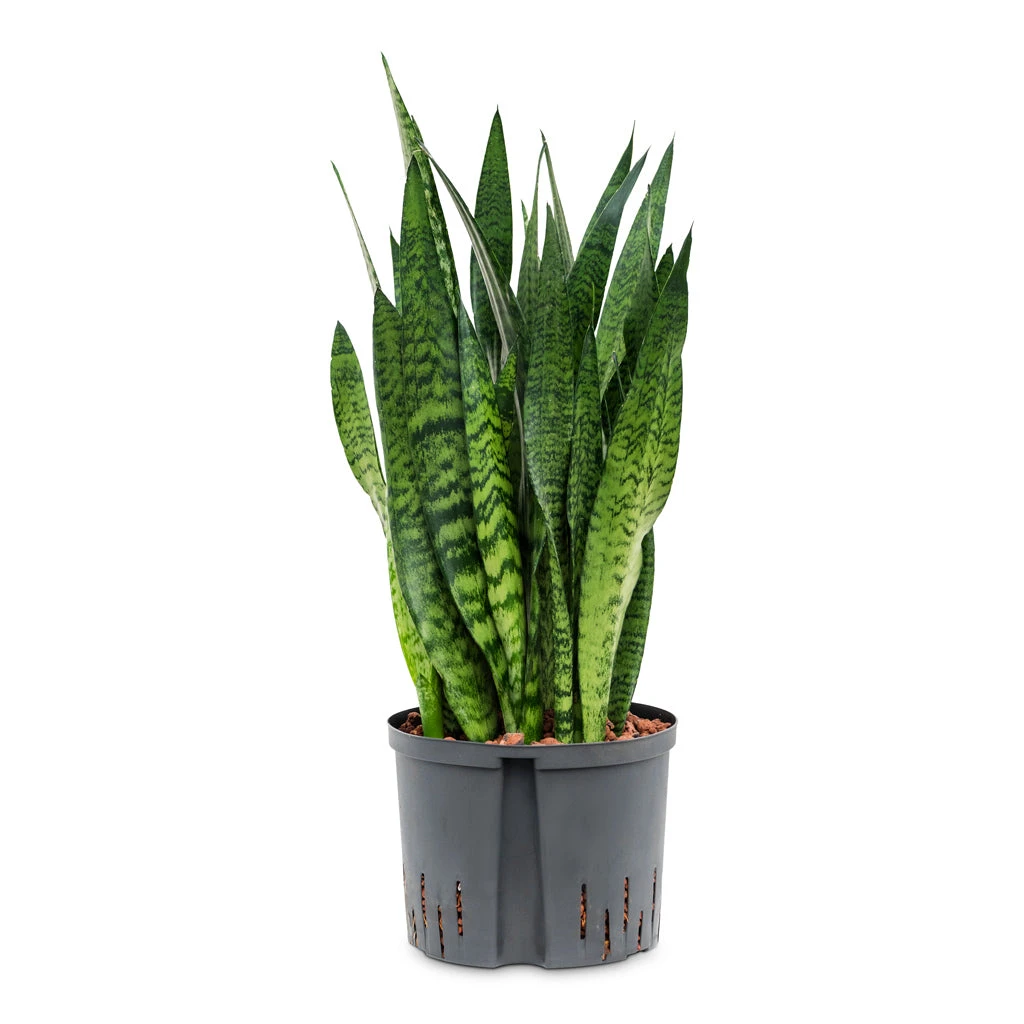 Sansevieria Zeylanica Snake Plant - Dark Green Wavy Bands - HydroCare Architectural Indoor Plant 17 Sansevieria Zeylanica Snake Plant - Dark Green Wavy Bands - HydroCare Architectural Indoor Plant - Image 17