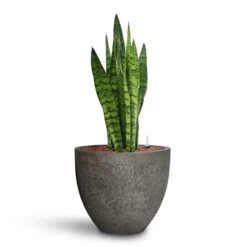 Sansevieria Zeylanica Snake Plant - Dark Green Wavy Bands - HydroCare Architectural Indoor Plant 30 Sansevieria Zeylanica Snake Plant - Dark Green Wavy Bands - HydroCare Architectural Indoor Plant -HORTOLOGY Plants Sale Sansevieria zeylanica HydroCare Cement Stone Cody Plant Pot Granite Grey