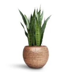 Sansevieria Zeylanica Snake Plant - Dark Green Wavy Bands - HydroCare Architectural Indoor Plant 25 Sansevieria Zeylanica Snake Plant - Dark Green Wavy Bands - HydroCare Architectural Indoor Plant -HORTOLOGY Plants Sale Sansevieria zeylanica HydroCare Opus Hammered Globe Planter Gold