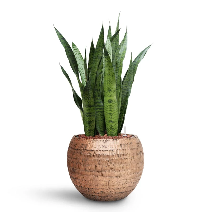 Sansevieria Zeylanica Snake Plant - Dark Green Wavy Bands - HydroCare Architectural Indoor Plant 9 Sansevieria Zeylanica Snake Plant - Dark Green Wavy Bands - HydroCare Architectural Indoor Plant - Image 9