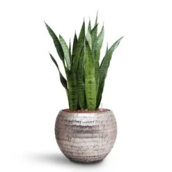 Sansevieria Zeylanica Snake Plant - Dark Green Wavy Bands - HydroCare Architectural Indoor Plant 24 Sansevieria Zeylanica Snake Plant - Dark Green Wavy Bands - HydroCare Architectural Indoor Plant -HORTOLOGY Plants Sale Sansevieria zeylanica HydroCare Opus Hammered Globe Planter Silver