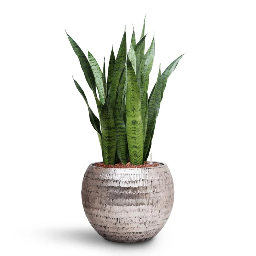 Sansevieria Zeylanica Snake Plant - Dark Green Wavy Bands - HydroCare Architectural Indoor Plant 8 Sansevieria Zeylanica Snake Plant - Dark Green Wavy Bands - HydroCare Architectural Indoor Plant - Image 8