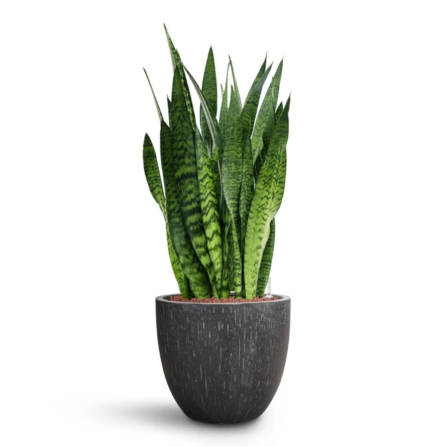 Sansevieria Zeylanica Snake Plant - Dark Green Wavy Bands - HydroCare Architectural Indoor Plant 13 Sansevieria Zeylanica Snake Plant - Dark Green Wavy Bands - HydroCare Architectural Indoor Plant - Image 13