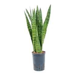 Sansevieria Zeylanica Snake Plant - Dark Green Wavy Bands - HydroCare Architectural Indoor Plant 27 Sansevieria Zeylanica Snake Plant - Dark Green Wavy Bands - HydroCare Architectural Indoor Plant -HORTOLOGY Plants Sale Sansevieria zeylanica Hydroculture 15 19x60cm