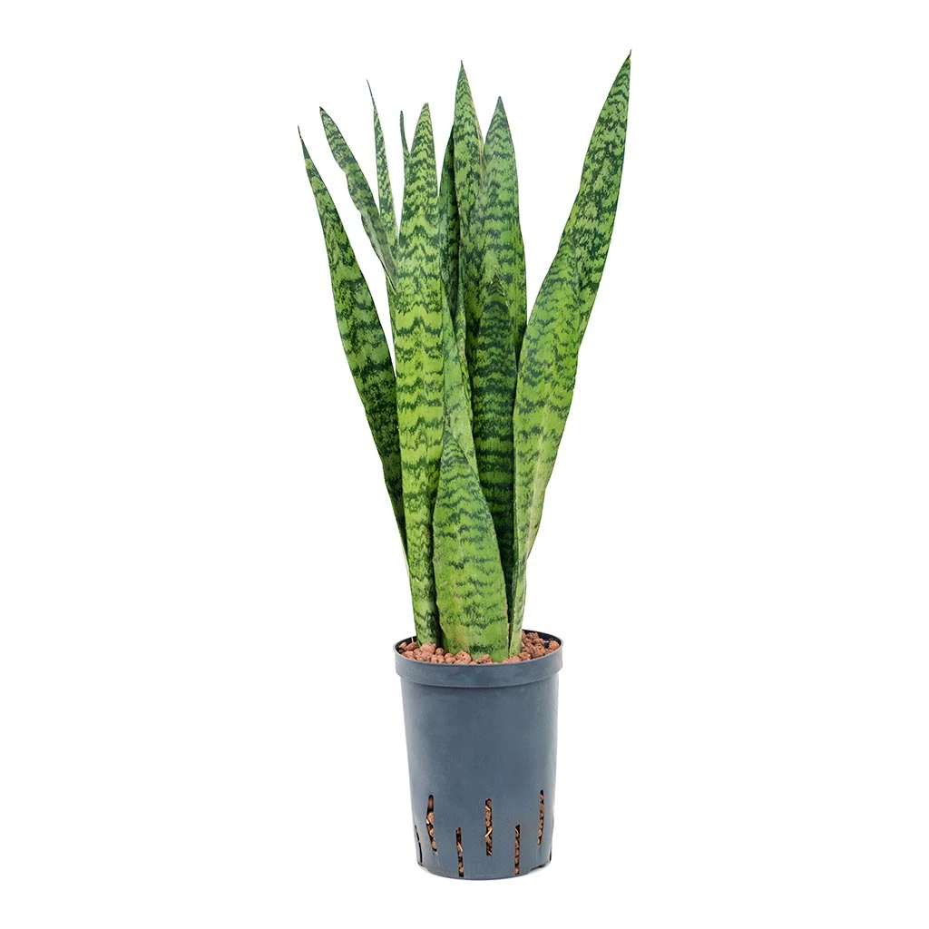 Sansevieria Zeylanica Snake Plant - Dark Green Wavy Bands - HydroCare Architectural Indoor Plant 11 Sansevieria Zeylanica Snake Plant - Dark Green Wavy Bands - HydroCare Architectural Indoor Plant - Image 11