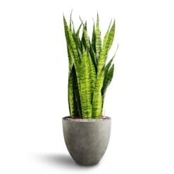 Sansevieria Zeylanica Snake Plant - Dark Green Wavy Bands - HydroCare Architectural Indoor Plant 22 Sansevieria Zeylanica Snake Plant - Dark Green Wavy Bands - HydroCare Architectural Indoor Plant -HORTOLOGY Plants Sale Sansevieria zeylanica Hydroculture Grigio Egg Pot Planter Natural Concrete