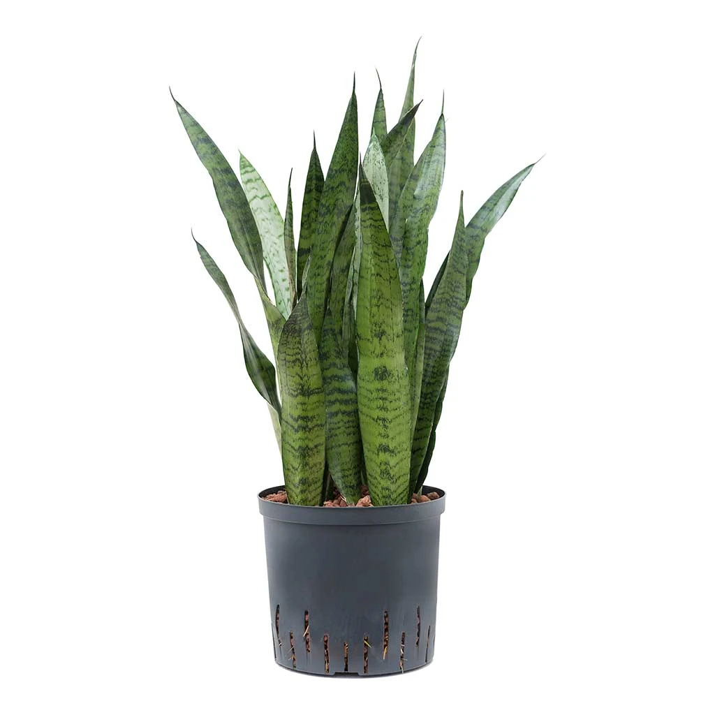 Sansevieria Zeylanica Snake Plant - Dark Green Wavy Bands - HydroCare Architectural Indoor Plant 1 Sansevieria Zeylanica Snake Plant - Dark Green Wavy Bands - HydroCare Architectural Indoor Plant