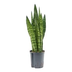Sansevieria Zeylanica Snake Plant - Dark Green Wavy Bands - HydroCare Architectural Indoor Plant 23 Sansevieria Zeylanica Snake Plant - Dark Green Wavy Bands - HydroCare Architectural Indoor Plant -HORTOLOGY Plants Sale Sansevieria zeylanica Hydroculture Indoor Plant Small
