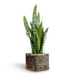 Sansevieria Zeylanica Snake Plant - Dark Green Wavy Bands - HydroCare Architectural Indoor Plant 19 Sansevieria Zeylanica Snake Plant - Dark Green Wavy Bands - HydroCare Architectural Indoor Plant -HORTOLOGY Plants Sale Sansevieria zeylanica Hydroculture Lava Cube Relic Planter Black 785217e9 17be 4c34 af90 3edacf8f127e