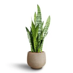Sansevieria Zeylanica Snake Plant - Dark Green Wavy Bands - HydroCare Architectural Indoor Plant 26 Sansevieria Zeylanica Snake Plant - Dark Green Wavy Bands - HydroCare Architectural Indoor Plant -HORTOLOGY Plants Sale Sansevieria zeylanica Hydroculture Mini Pixie Plant Pot Grey Washed