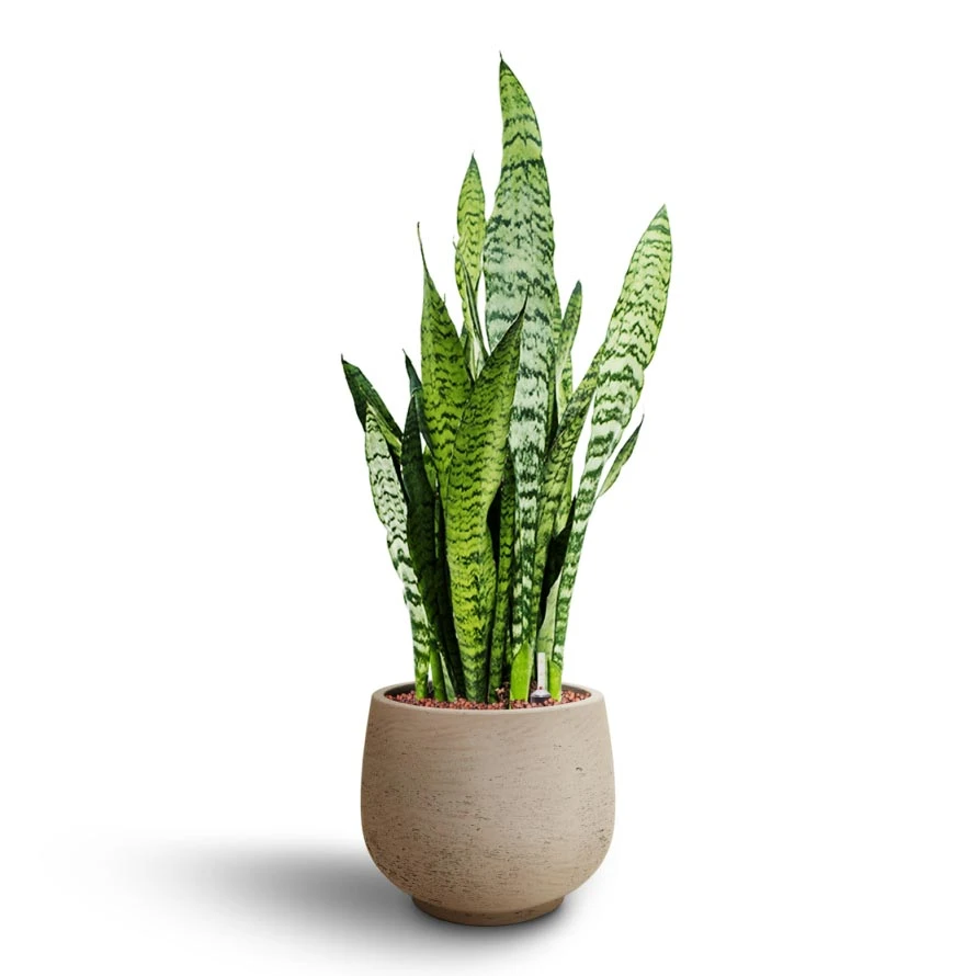 Sansevieria Zeylanica Snake Plant - Dark Green Wavy Bands - HydroCare Architectural Indoor Plant 10 Sansevieria Zeylanica Snake Plant - Dark Green Wavy Bands - HydroCare Architectural Indoor Plant - Image 10