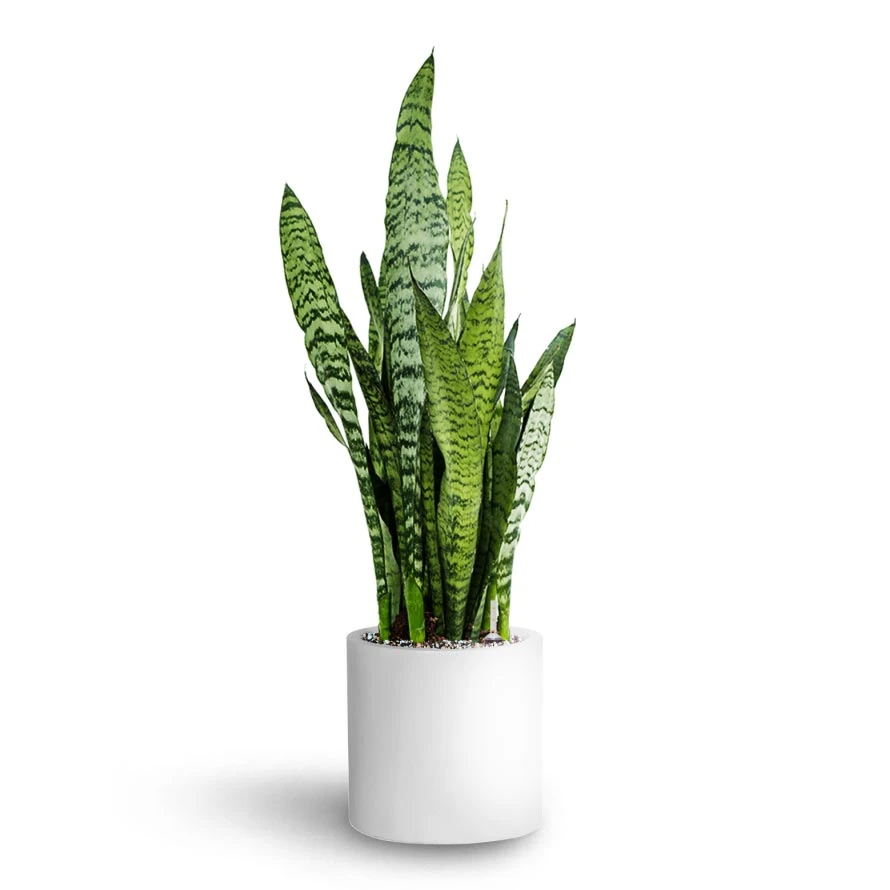 Sansevieria Zeylanica Snake Plant - Dark Green Wavy Bands - HydroCare Architectural Indoor Plant 4 Sansevieria Zeylanica Snake Plant - Dark Green Wavy Bands - HydroCare Architectural Indoor Plant - Image 4