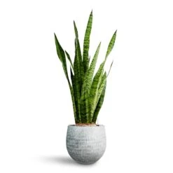 Sansevieria Zeylanica Snake Plant - Dark Green Wavy Bands - HydroCare Architectural Indoor Plant 28 Sansevieria Zeylanica Snake Plant - Dark Green Wavy Bands - HydroCare Architectural Indoor Plant -HORTOLOGY Plants Sale Sansevieria zeylanica Hydroculture Ryan Plant Pot White Black