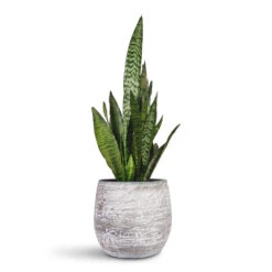 Evi Plant Pot - Antique Silver -HORTOLOGY Plants Sale Sansevieria zeylanica Snake Plant 14x50cm Evi Plant Pot Antique Silver 23x20cm 1