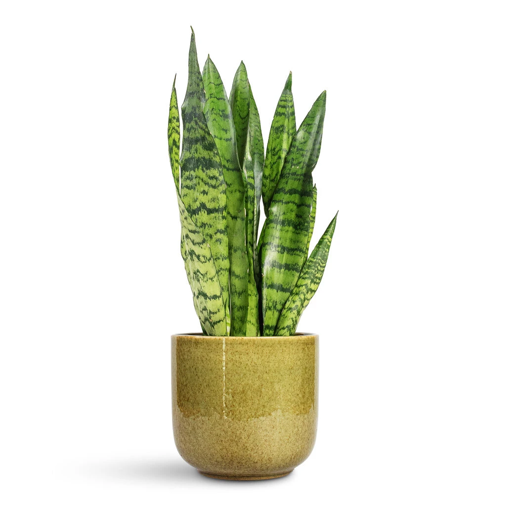 Sansevieria Trifasciata Zeylanica - Snake Plant 9 Sansevieria Trifasciata Zeylanica - Snake Plant - Image 9
