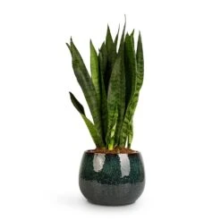 Sansevieria Trifasciata Zeylanica - Snake Plant 38 Sansevieria Trifasciata Zeylanica - Snake Plant -HORTOLOGY Plants Sale Sansevieria zeylanica Snake Plant 14x50cm Odile Plant Pot Petrol 19x14cm 2c0af5d4 814e 4303 8f95 25848897fd75