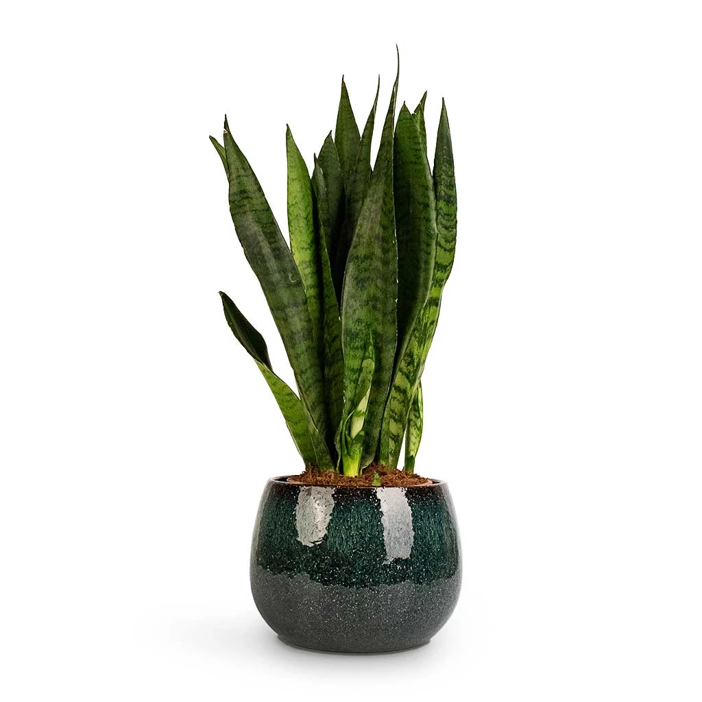 Sansevieria Trifasciata Zeylanica - Snake Plant 19 Sansevieria Trifasciata Zeylanica - Snake Plant - Image 19