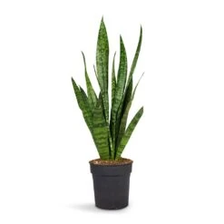 Sansevieria Trifasciata Zeylanica - Snake Plant 32 Sansevieria Trifasciata Zeylanica - Snake Plant -HORTOLOGY Plants Sale Sansevieria zeylanica Snake Plant 15x50cm
