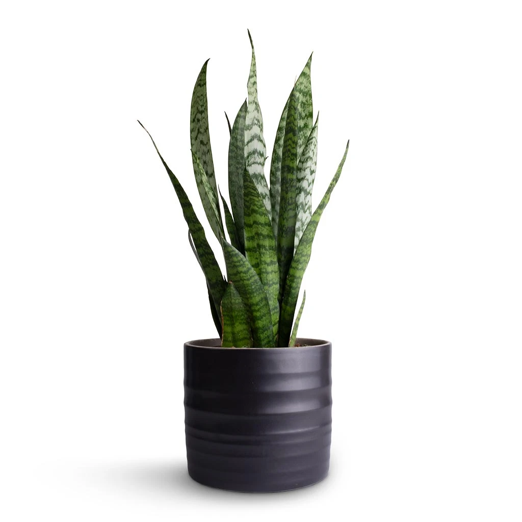 Sansevieria Trifasciata Zeylanica - Snake Plant 14 Sansevieria Trifasciata Zeylanica - Snake Plant - Image 14
