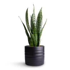 Hadleigh Plant Pot - Charcoal -HORTOLOGY Plants Sale Sansevieria zeylanica Snake Plant 15x50cm Hadleigh Plant Pot Charcoal 17x15cm 3f01eb7a 9882 4a26 9f35 11cdbd618a8f