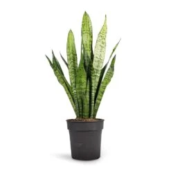 Sansevieria Trifasciata Zeylanica - Snake Plant 31 Sansevieria Trifasciata Zeylanica - Snake Plant -HORTOLOGY Plants Sale Sansevieria zeylanica Snake Plant 17x60cm