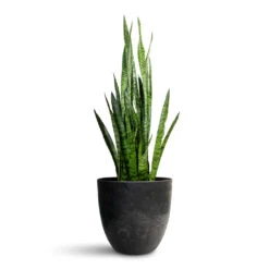 Sansevieria Trifasciata Zeylanica - Snake Plant
