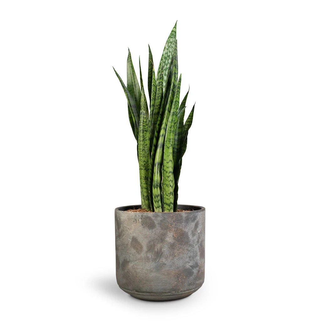 Sansevieria Trifasciata Zeylanica - Snake Plant 16 Sansevieria Trifasciata Zeylanica - Snake Plant - Image 16
